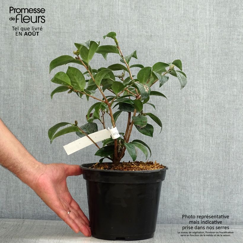Amostra de Camélia japonica Coquetti Vaso de 4 L/5 L tal como entregue no verão