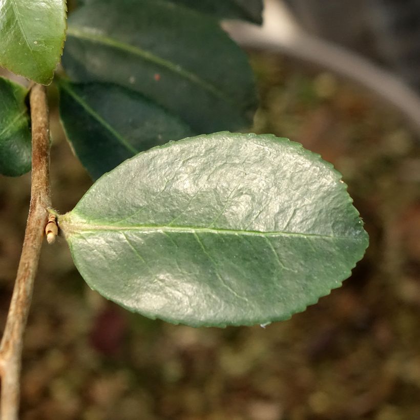 Camellia sasanqua Ashtar (Folhagem)