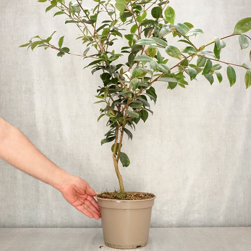 Amostra de Camellia sasanqua Ashtar Vaso de 4 L/5 L tal como entregue na primavera