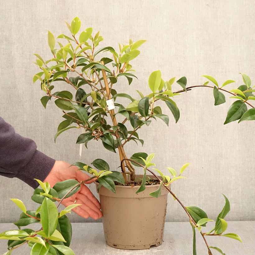 Amostra de Camélia Autumn Jewel Vaso de 4 L/5 L tal como entregue na primavera