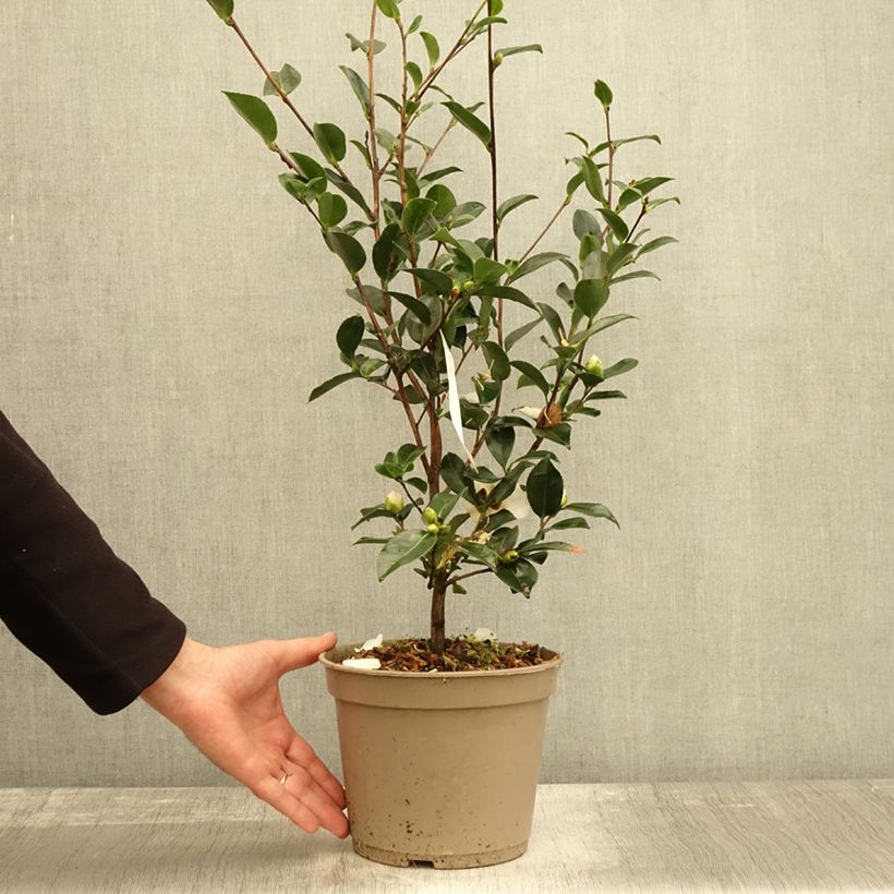 Amostra de Camellia sasanqua Narumi Gaita Vaso de 4 L/5 L tal como entregue no outono