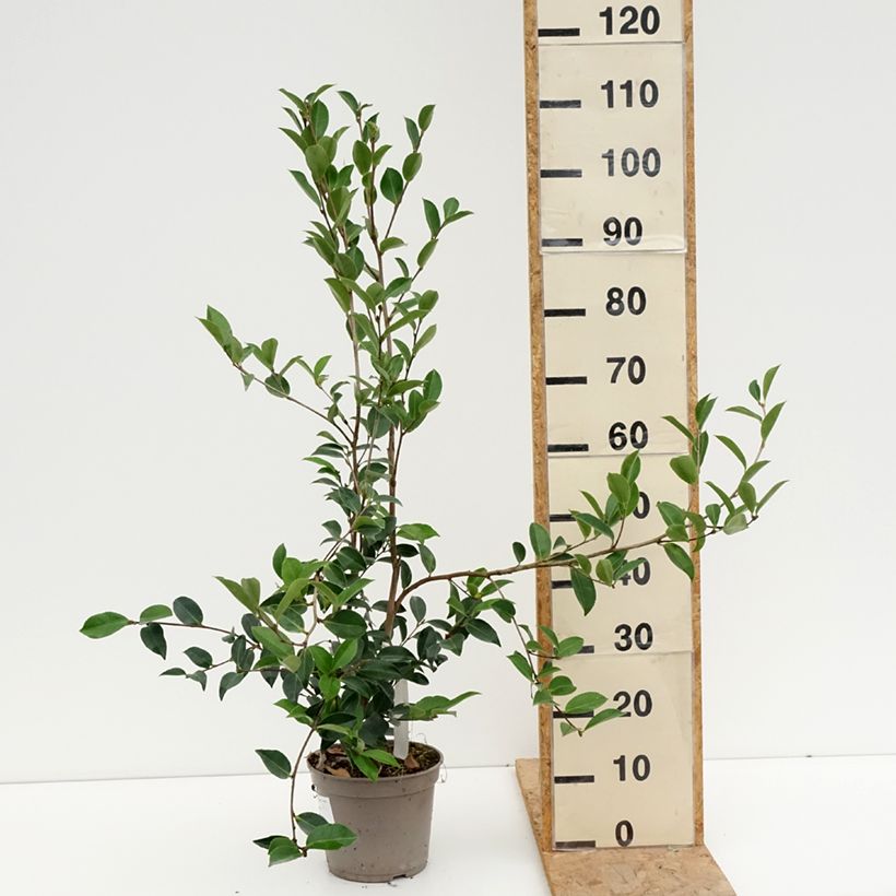 Amostra de Camellia sasanqua Narumi Gaita Vaso de 4 L/5 L tal como entregue no verão