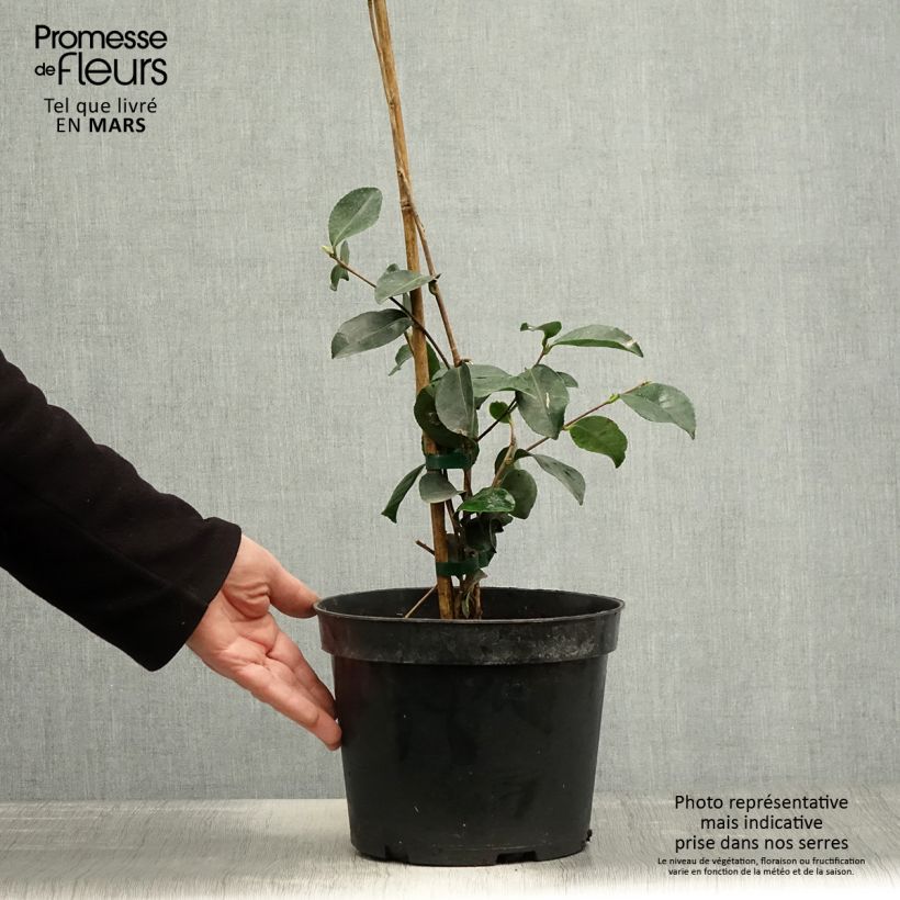 Amostra de Camellia sasanqua Narumi Gaita Vaso de 4 L/5 L tal como entregue na primavera