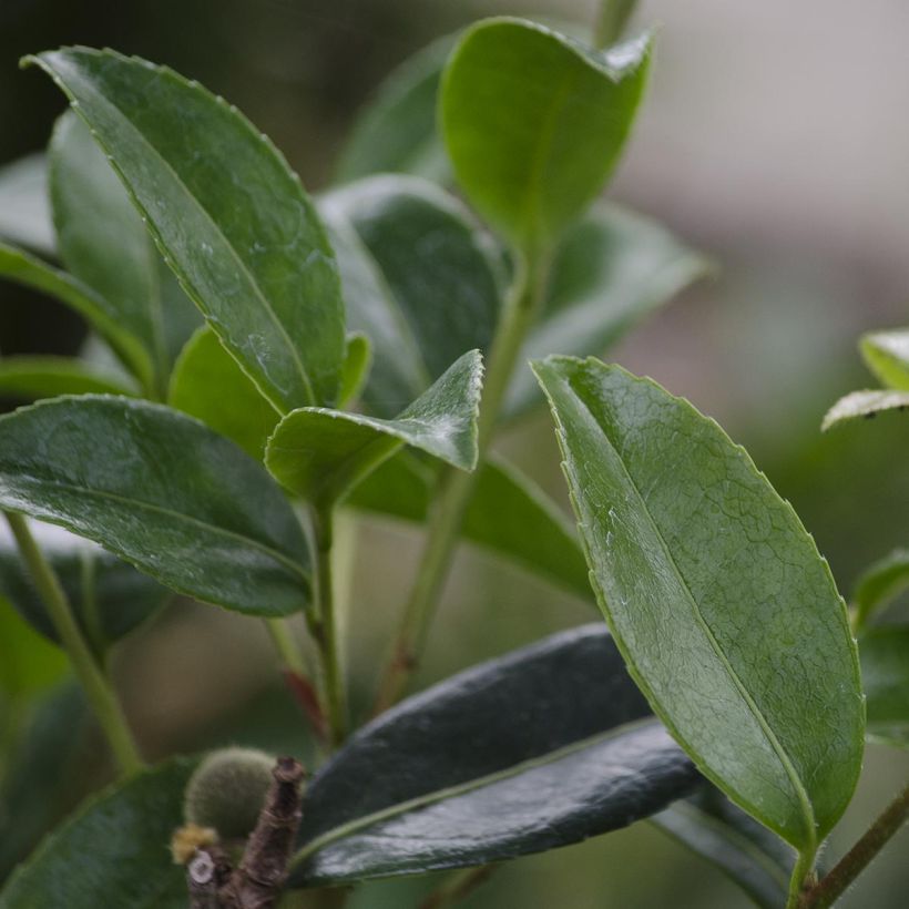 Camellia sasanqua Survivor (Folhagem)