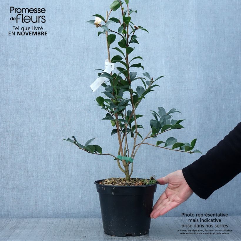 Amostra de Camellia sasanqua Choji Guruma Vaso de 4 L/5 L tal como entregue no outono