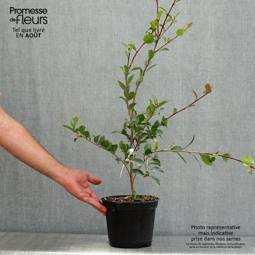 Amostra de Camellia sasanqua Choji Guruma Vaso de 4 L/5 L tal como entregue no verão