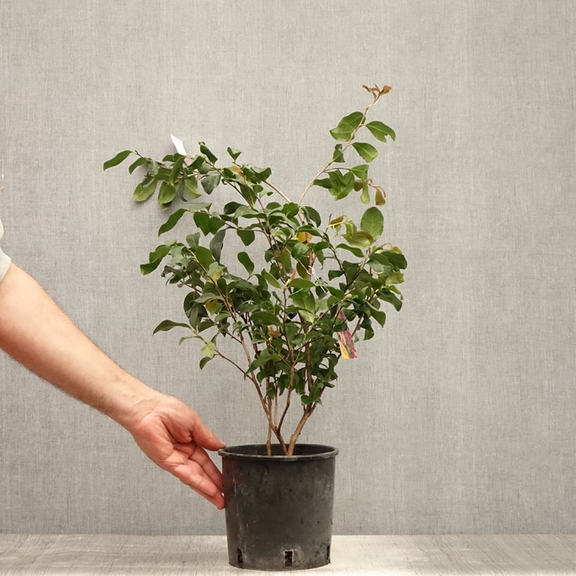 Amostra de Camellia sasanqua Cleopatra Vaso de 3 L/4 L tal como entregue no verão