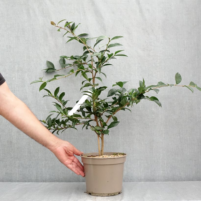 Amostra de Camellia sasanqua Early Pearly Vaso de 4 L/5 L tal como entregue no verão