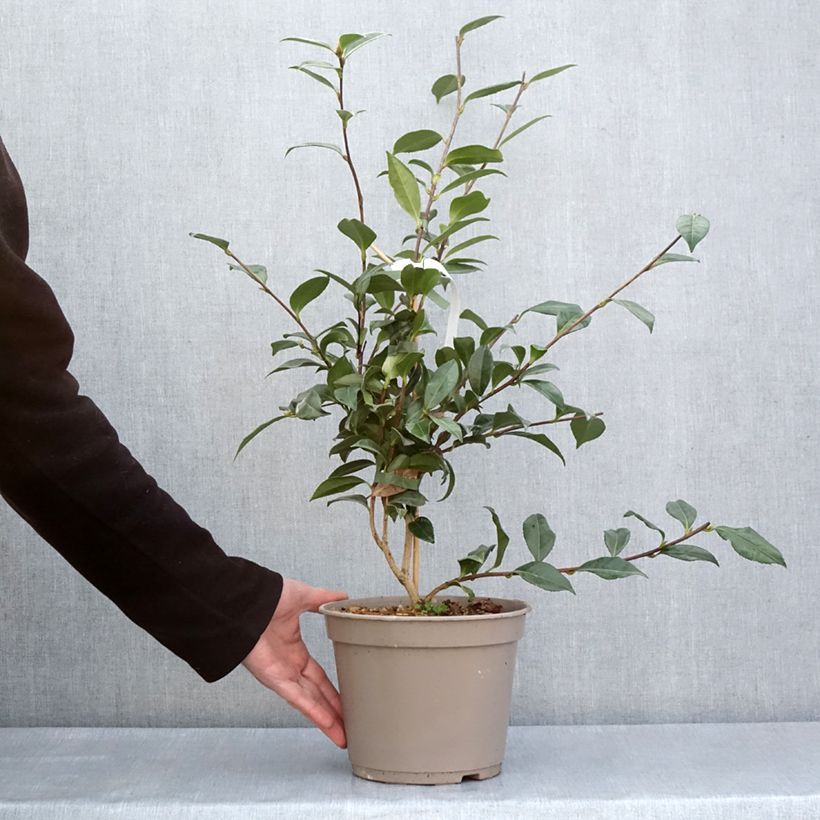 Amostra de Camellia sasanqua Early Pearly Vaso de 4 L/5 L tal como entregue na primavera