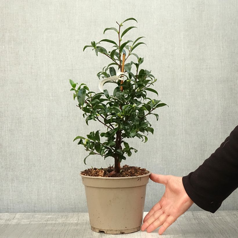 Amostra de Camellia sasanqua Frosted Star Vaso de 4 L/5 L tal como entregue no outono