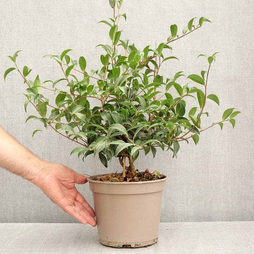 Amostra de Camellia sasanqua Frosted Star Vaso de 4 L/5 L tal como entregue no verão