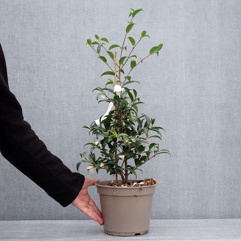 Amostra de Camelia d'automne - Camellia sasanqua Frosted Star Vaso de 4 L/5 L tal como entregue no inverno