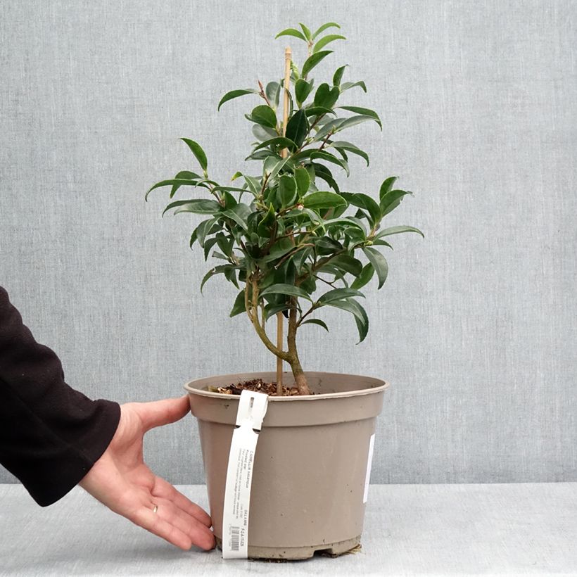 Amostra de Camellia sasanqua Frosted Star Vaso de 4 L/5 L tal como entregue na primavera
