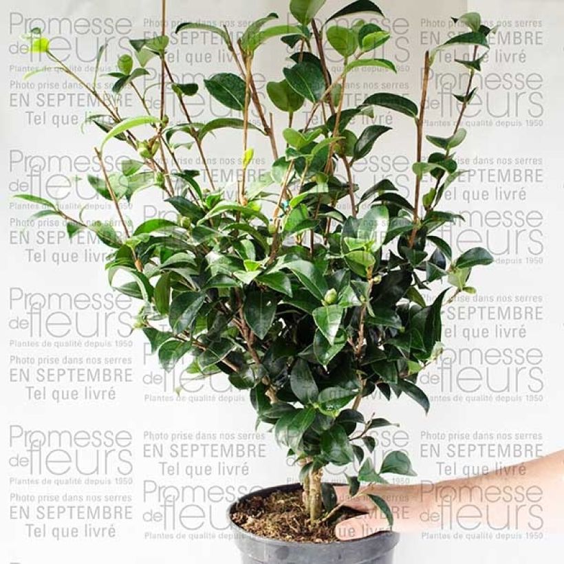 Exemplo de amostra de Camélia d'automne - Camellia sasanqua Fukusutsumi Pot de 4L/5L tal como entregue