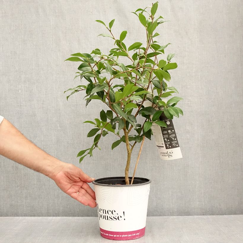 Amostra de Camellia sasanqua Hinode Vaso de 4 L/5 L tal como entregue no verão