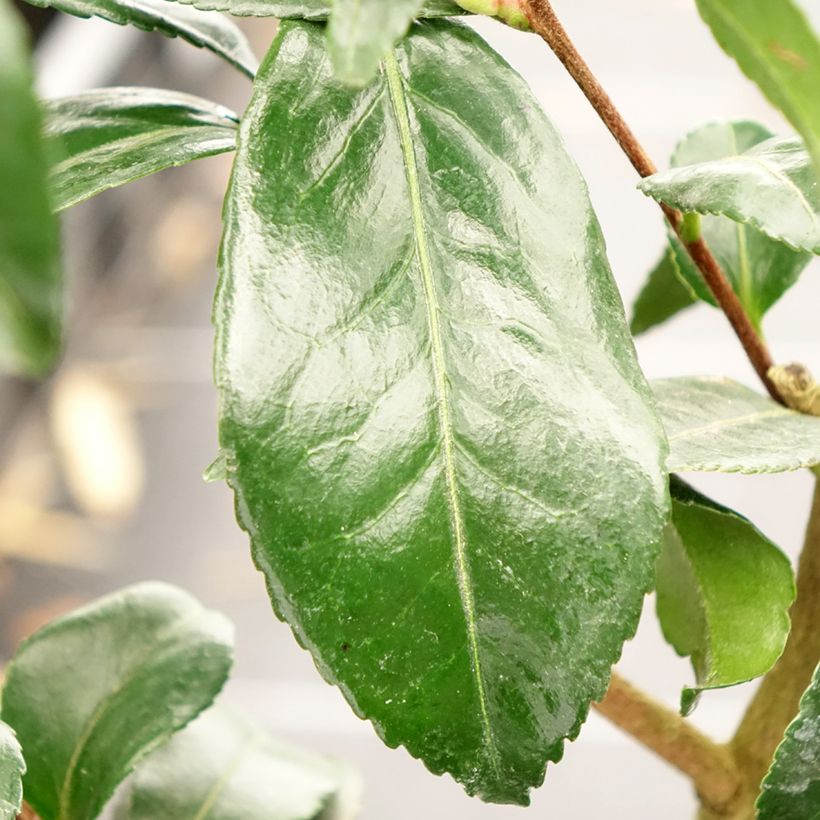 Camellia sasanqua Hinode (Folhagem)