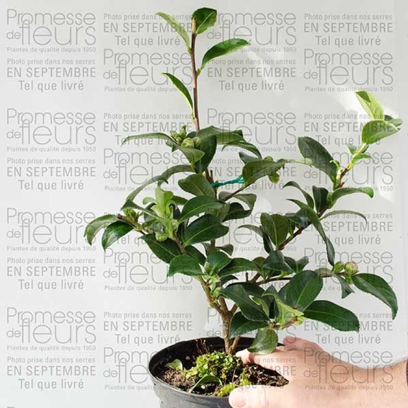 Exemplo de amostra de Camélia d'automne - Camellia sasanqua Interlude Vaso de 4 L/5 L tal como entregue