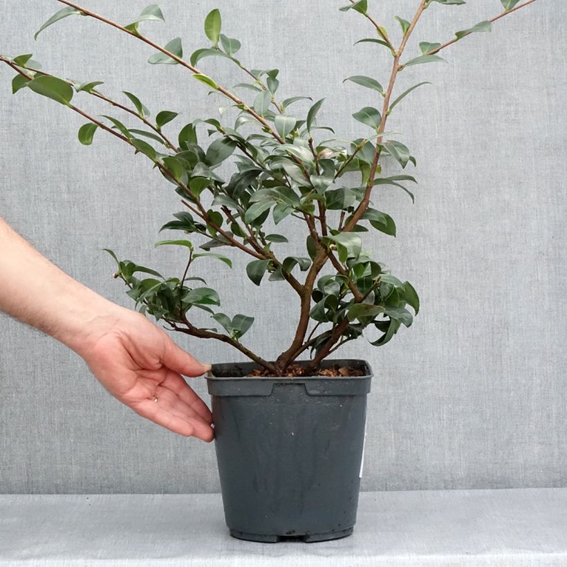 Amostra de Camellia sasanqua Kanjiro Vaso de 3 L/4 L tal como entregue na primavera
