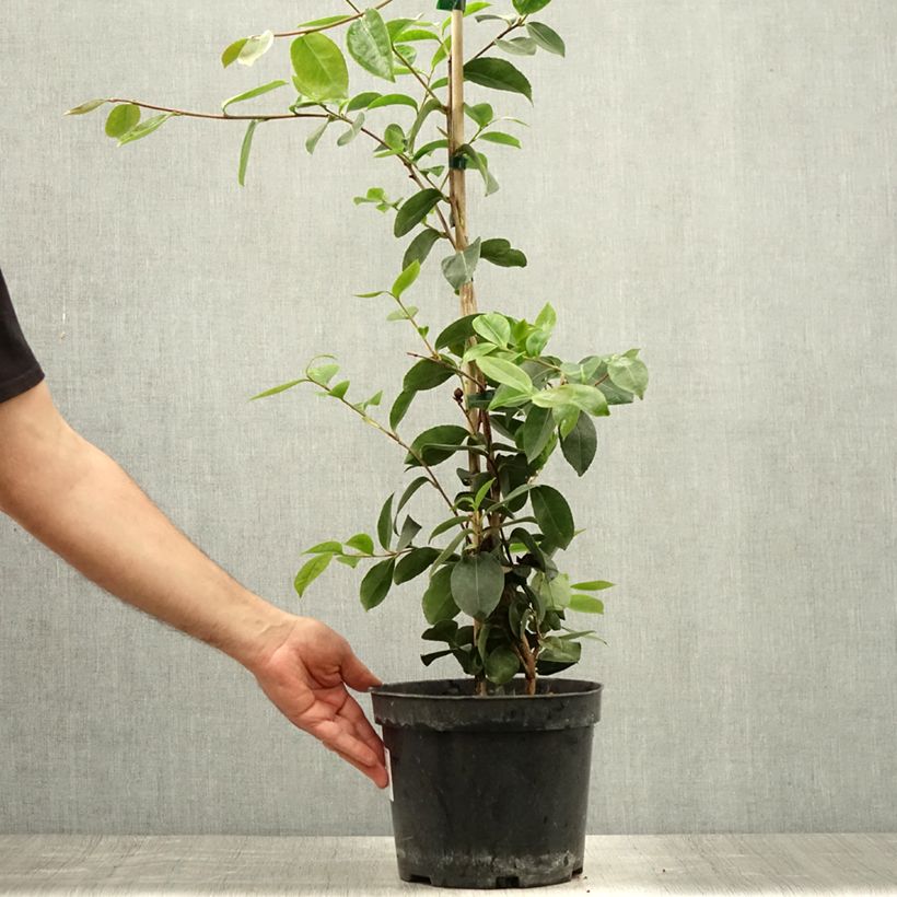 Amostra de Camellia sasanqua Plantation Pink Vaso de 4 L/5 L tal como entregue no verão