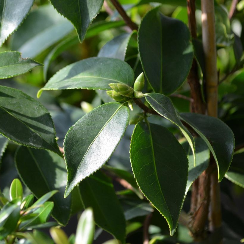 Camellia sasanqua Yume (Folhagem)