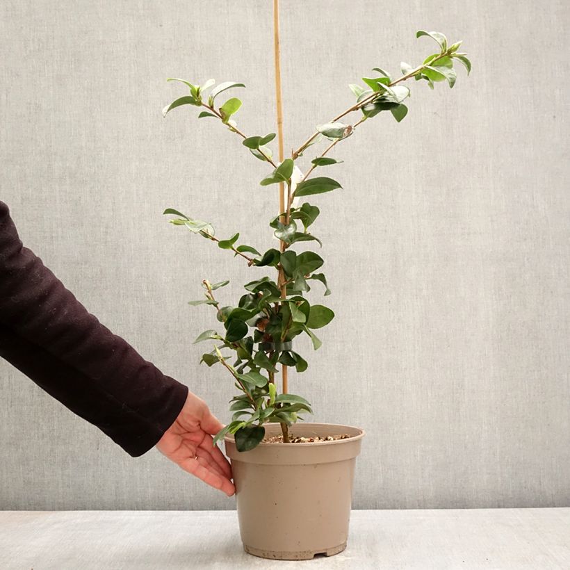 Amostra de Camélia hiemalis Bonanza Vaso de 3 L/4 L tal como entregue na primavera