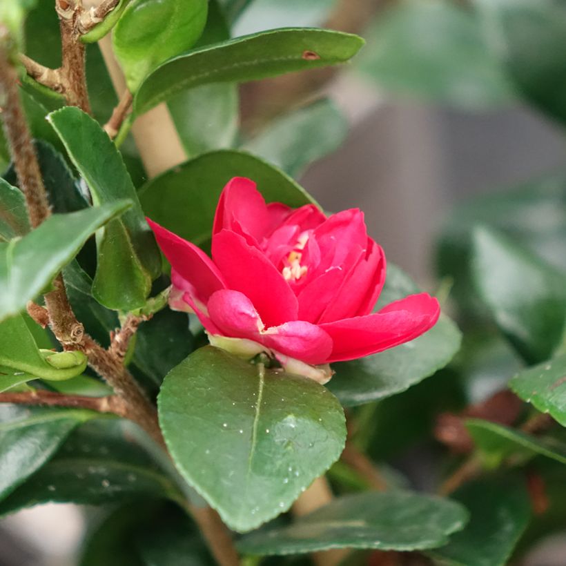 Camélia hiemalis Bonanza (Floração)