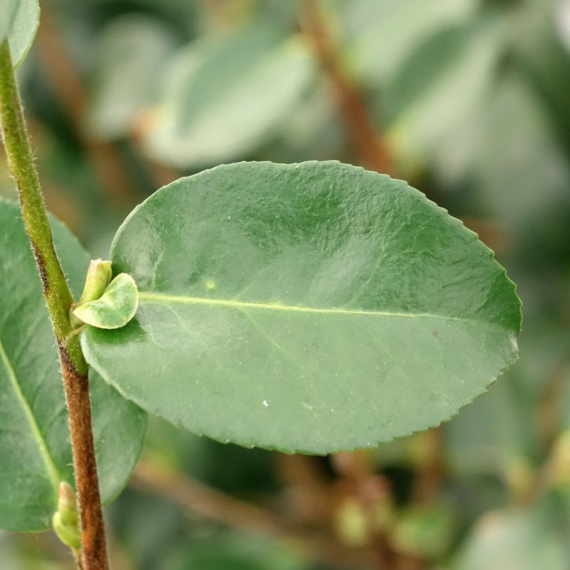 Camellia Hiryu (Folhagem)