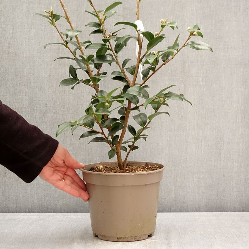 Amostra de Camellia Hiryu Vaso de 4 L/5 L tal como entregue na primavera