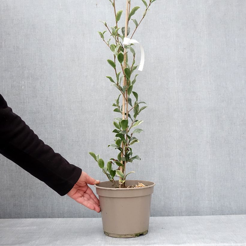 Amostra de Camélia d'automne panaché - Camelia sasanqua Variegata  Vaso de 4 L/5 L tal como entregue no inverno