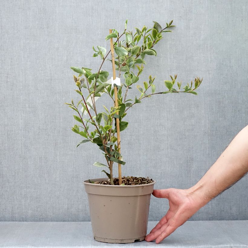 Amostra de Camellia sasanqua Variegata Vaso de 4 L/5 L tal como entregue na primavera