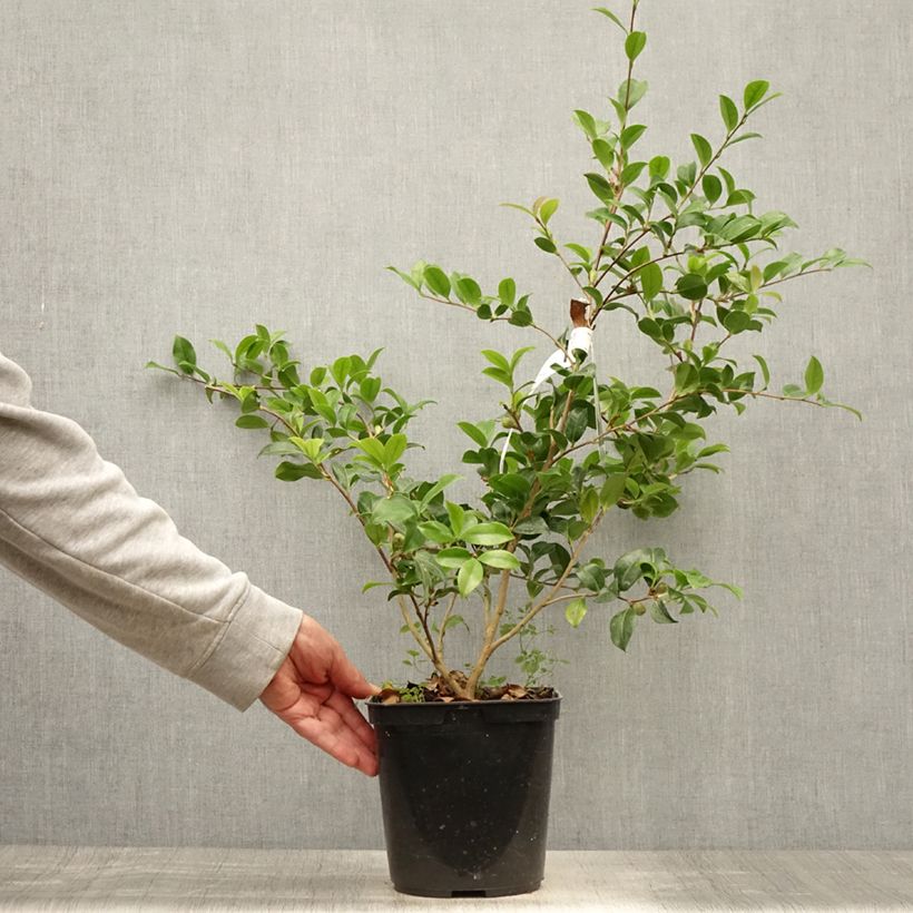 Amostra de Camellia sasanqua Versicolor Vaso de 3 L/4 L tal como entregue no verão