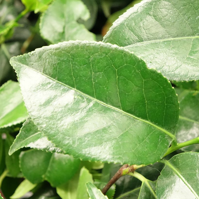 Camélia japonica Dainty California (Folhagem)