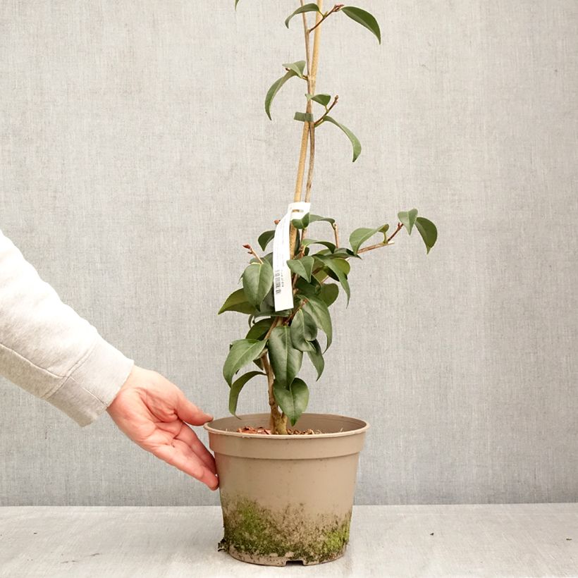 Amostra de Camélia japonica Donckelarii Vaso de 4 L/5 L tal como entregue na primavera