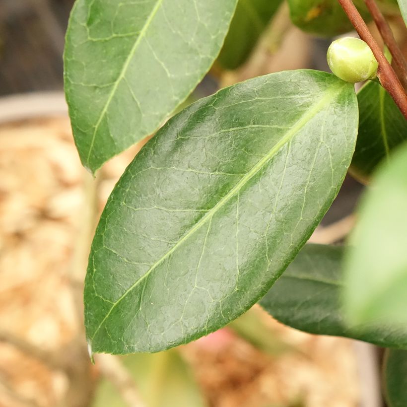 Camélia japonica Donckelarii (Folhagem)