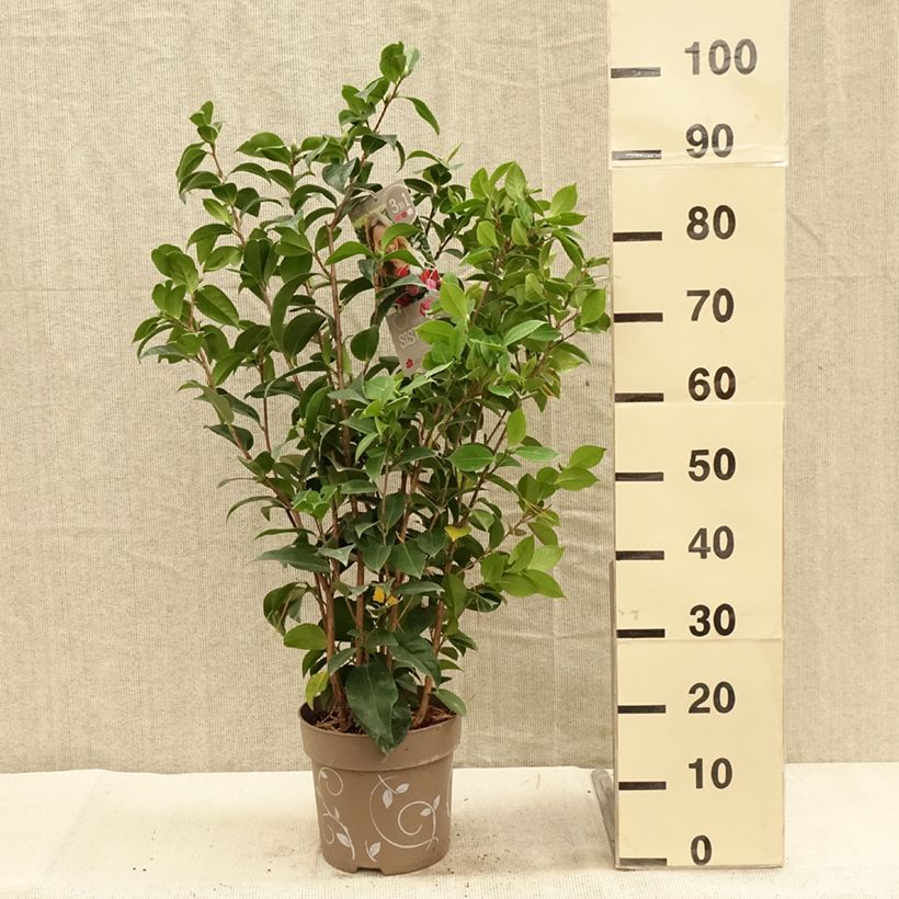 Amostra de Camélia japonica Three Sisters ® (Red, Pink White) Vaso de 6 L/7 L tal como entregue no outono