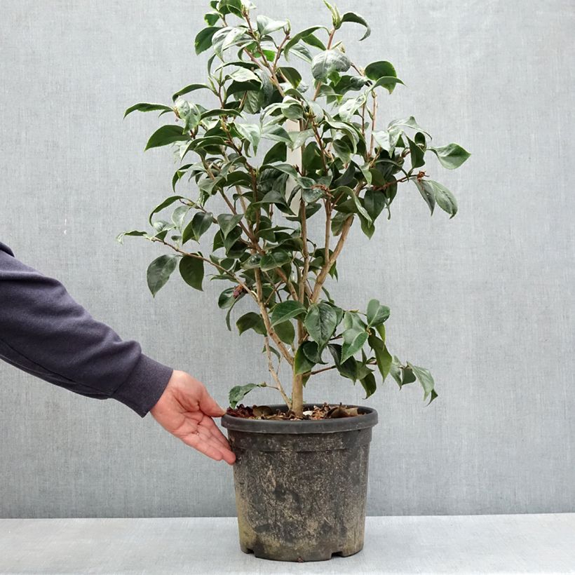 Amostra de Camélia japonica Painter's Palette Vaso de 4 L/5 L tal como entregue na primavera