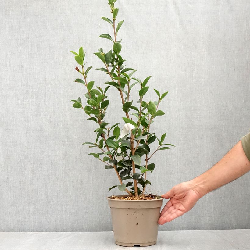 Amostra de Camélia reticulata Fiesta Grande Vaso de 3 L/4 L tal como entregue no verão