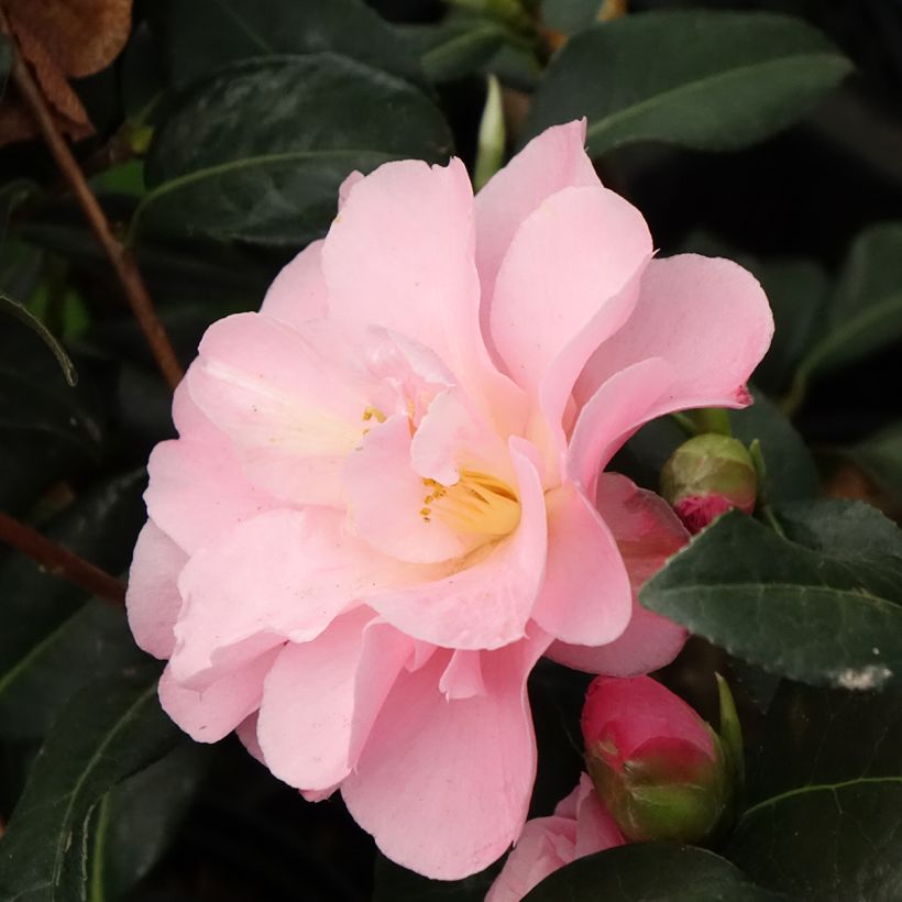 Camélia Nicky Crisp (Floração)