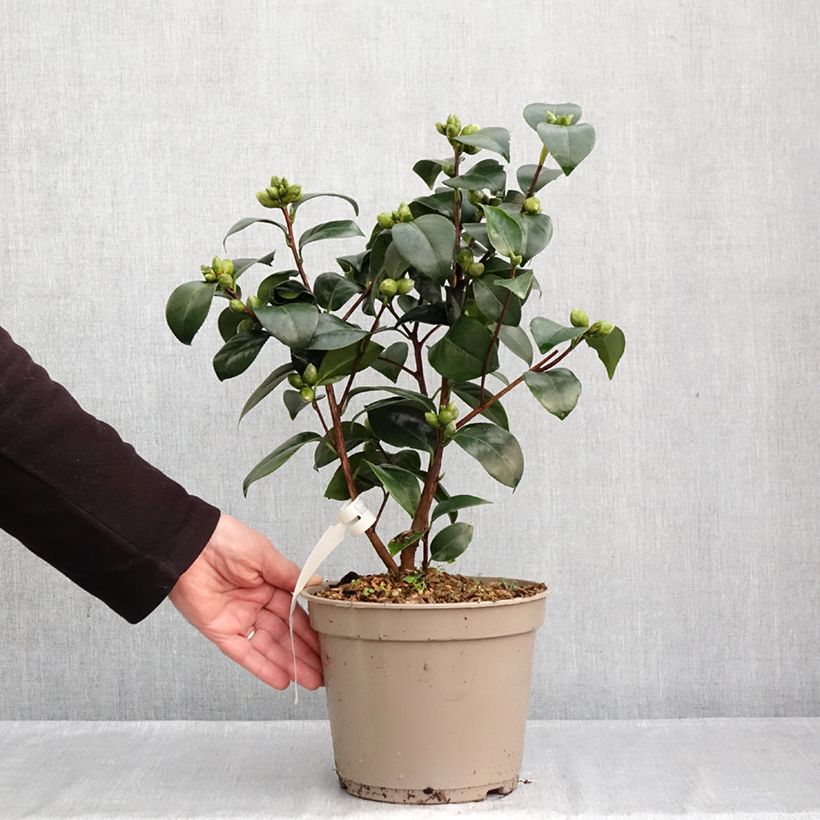 Amostra de Camélia japonica Il Gioiello Vaso de 4 L/5 L tal como entregue no outono