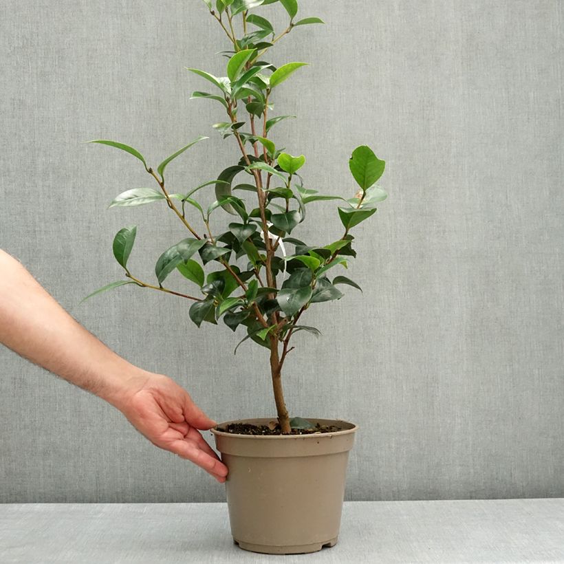 Amostra de Camélia japonica Il Gioiello Vaso de 4 L/5 L tal como entregue na primavera
