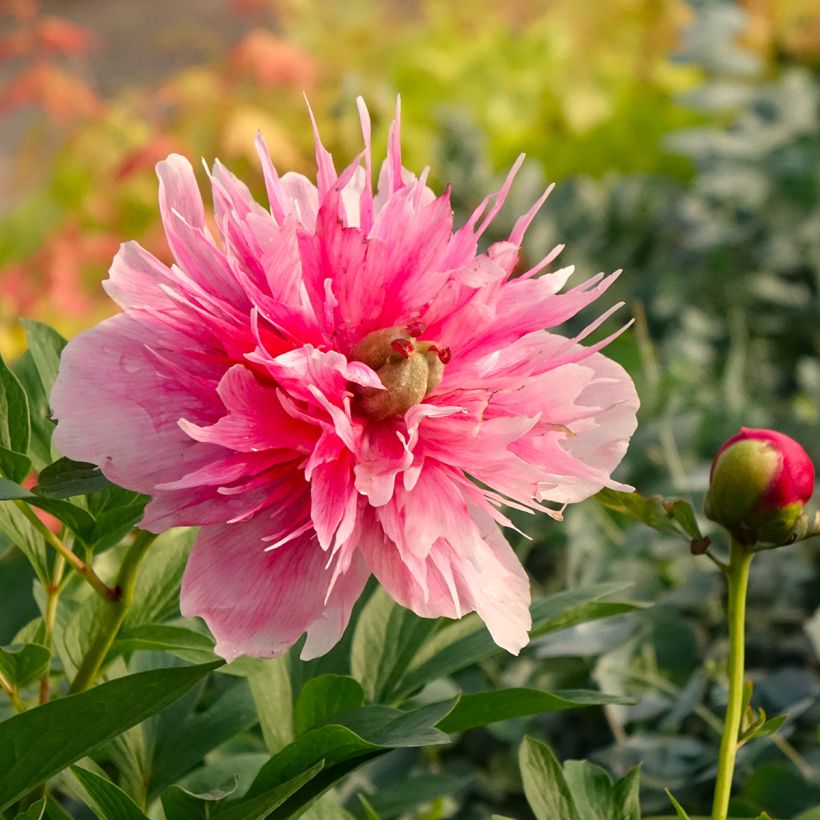 Camélia Inspiration (Floração)
