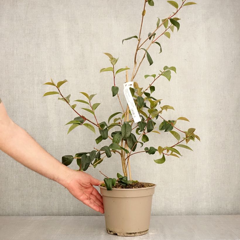 Amostra de Camélia Inspiration Vaso de 4 L/5 L tal como entregue na primavera