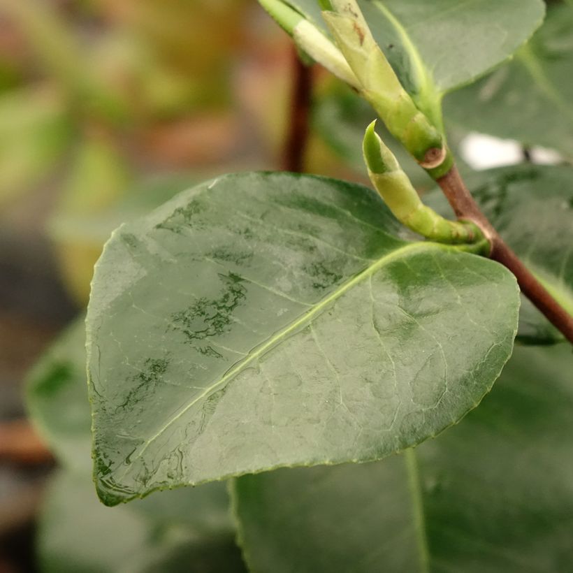 Camélia japonica Janet Waterhouse (Folhagem)