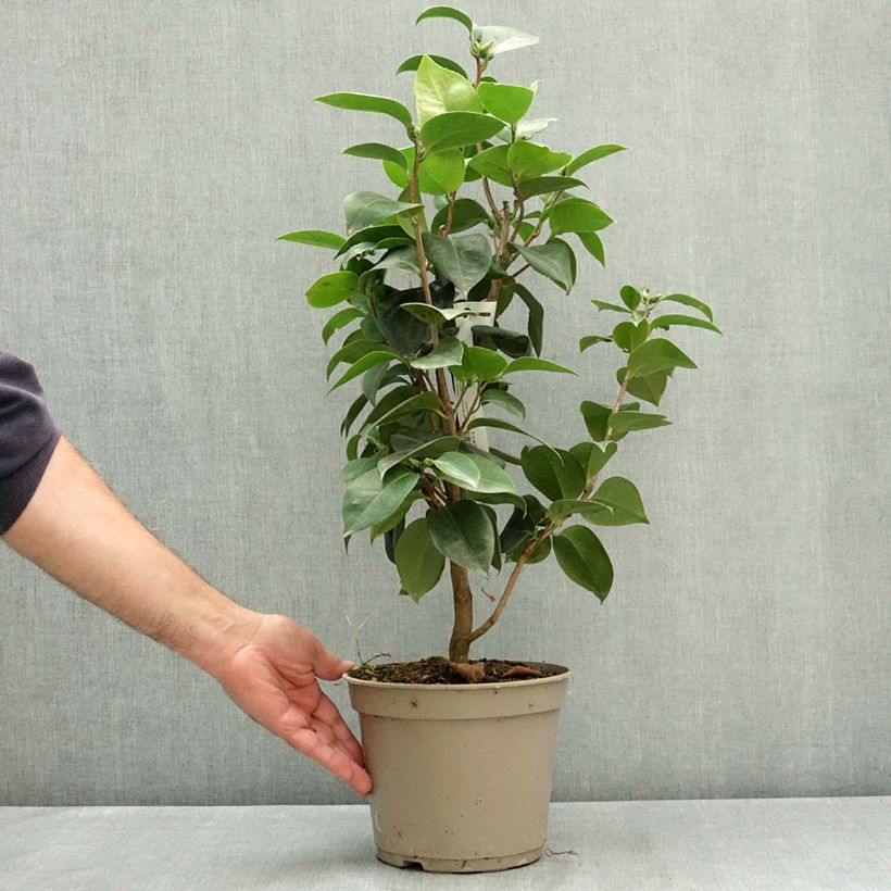 Amostra de Camélia japonica Janet Waterhouse Vaso de 2 L/3 L tal como entregue no verão