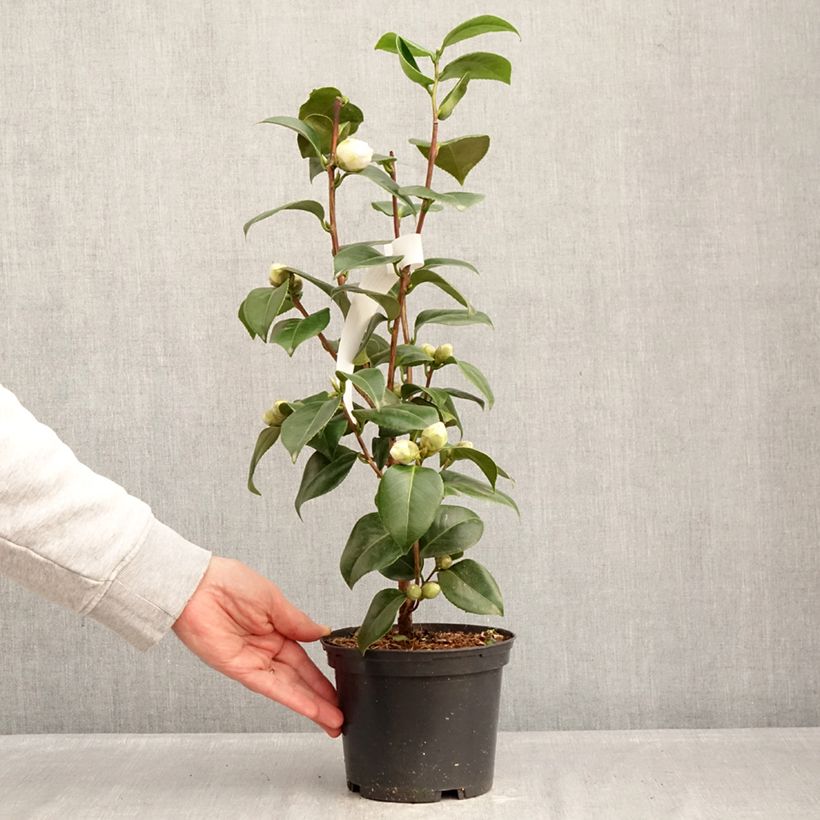 Amostra de Camélia japonica Janet Waterhouse Vaso de 2 L/3 L tal como entregue no inverno