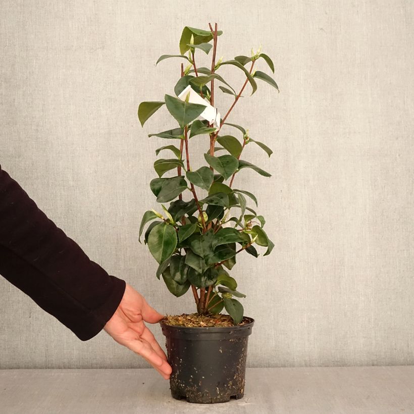 Amostra de Camélia japonica Janet Waterhouse Vaso de 2 L/3 L tal como entregue na primavera