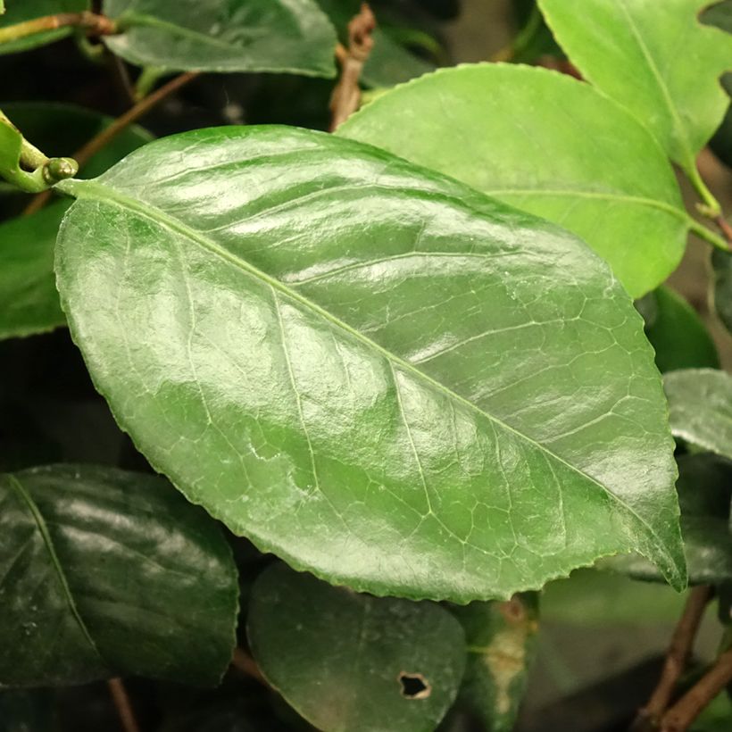 Camélia japonica Lady Campbell (Folhagem)