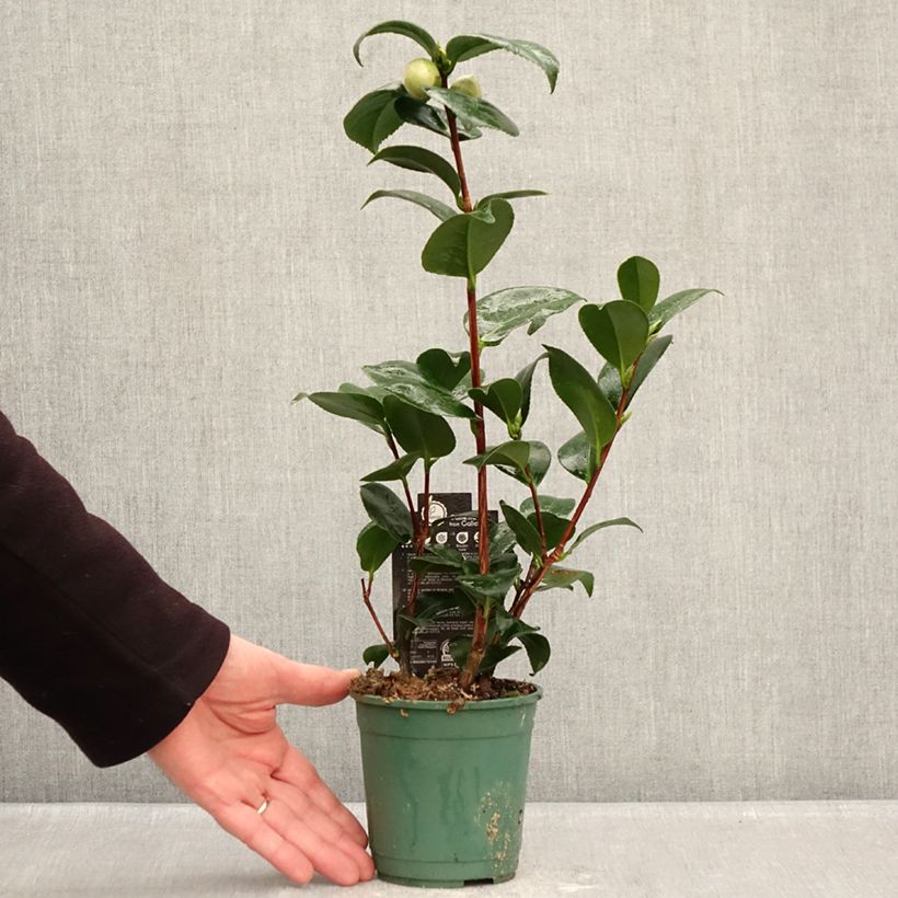 Amostra de Camélia japonica Margaret Davis Vaso de 12 cm/13 cm tal como entregue no inverno