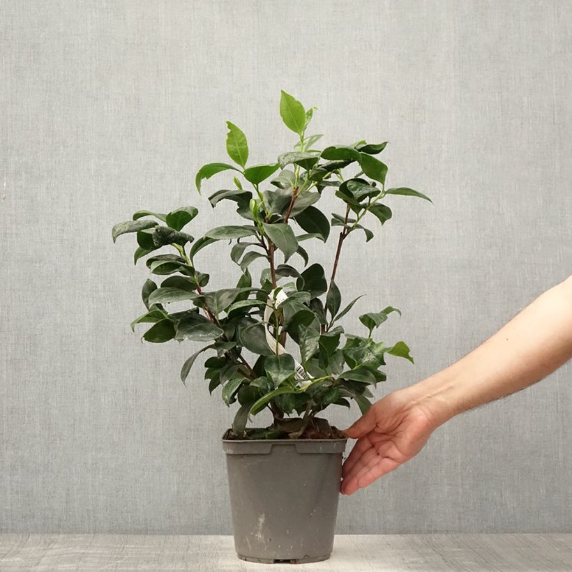 Amostra de Camélia japonica Margaret Davis Vaso de 3 L/4 L tal como entregue no verão