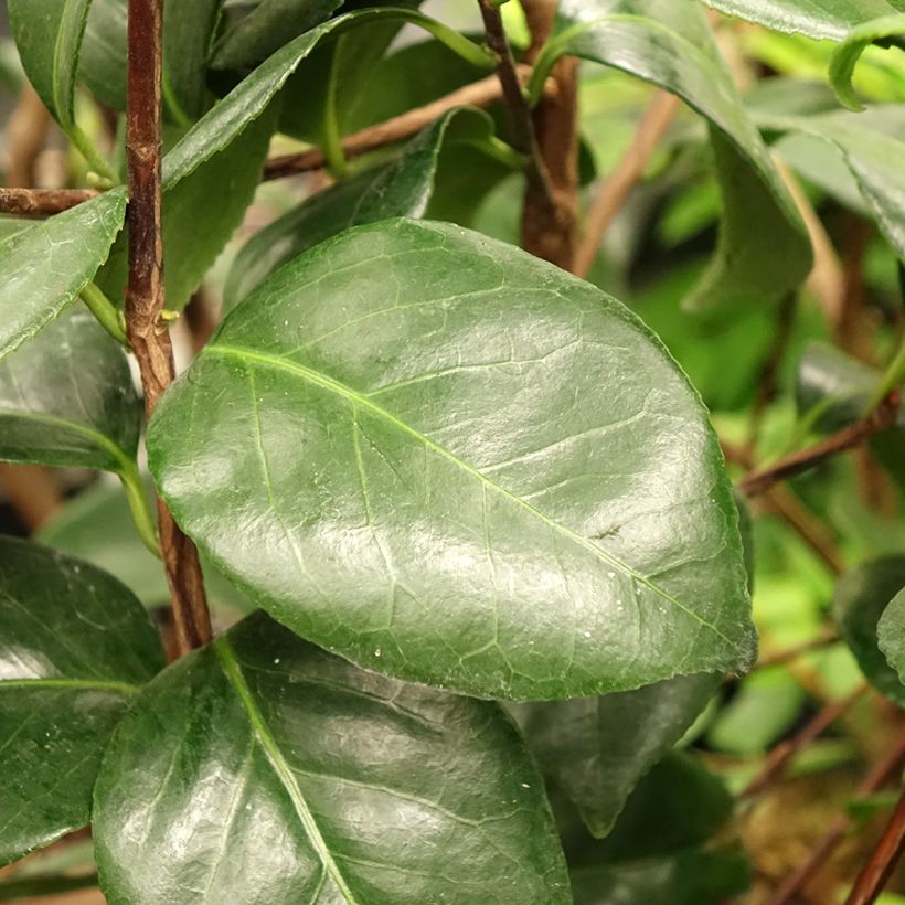 Camélia japonica Margaret Davis (Folhagem)